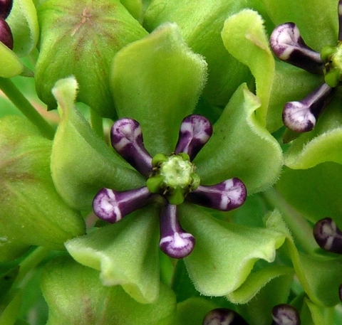 {Asclepias viridis}